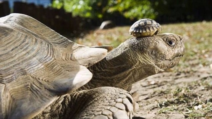 Incredible! A 105 year old mamma and her 5 day old baby.