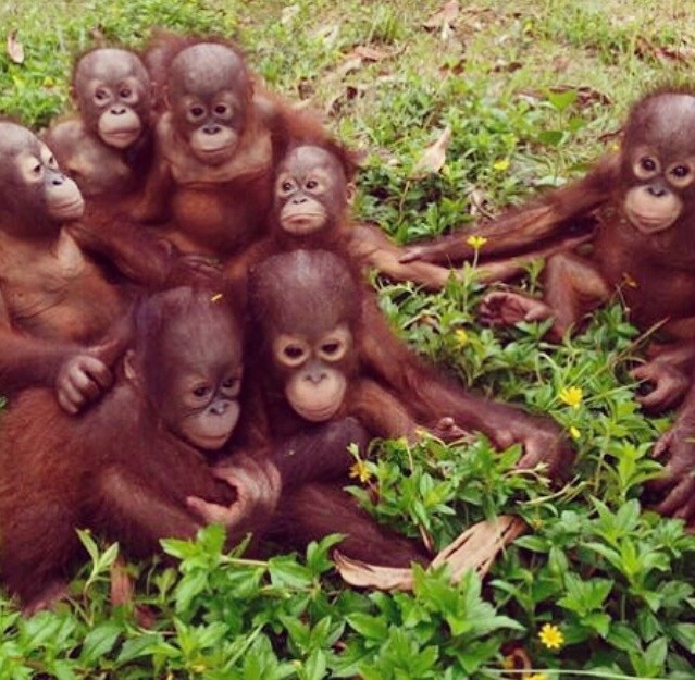 orphaned baby orangutan at a rescue center sharing some hugs...you're welcome and here's a tissue