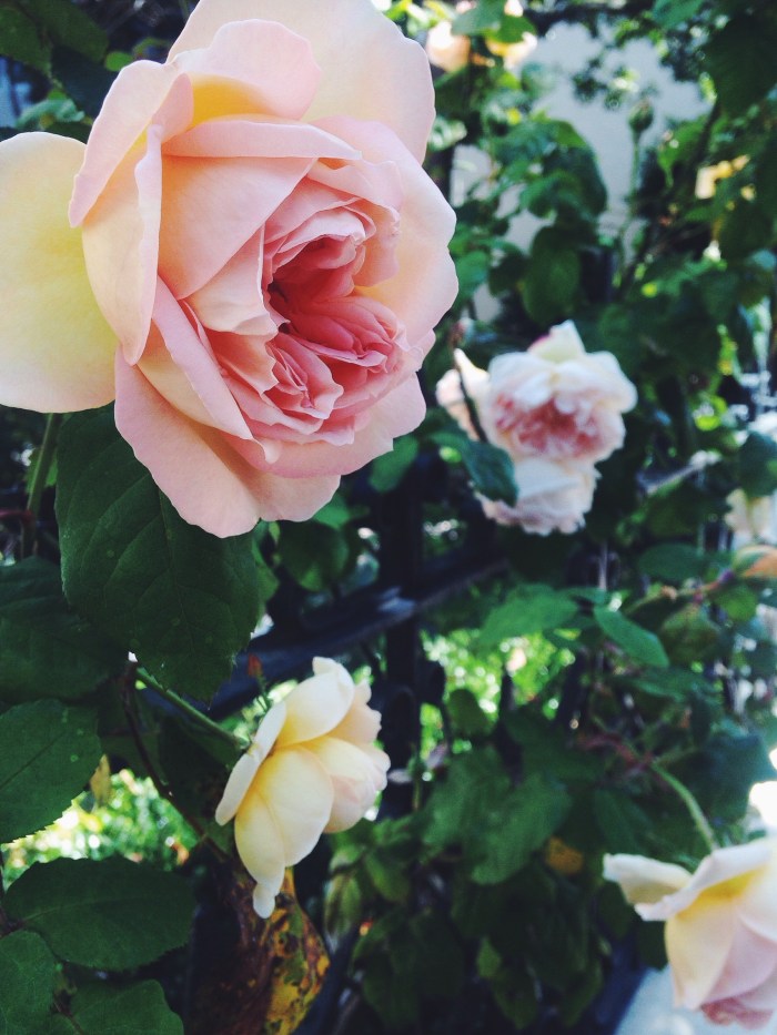 a touch of lovely on my walk home