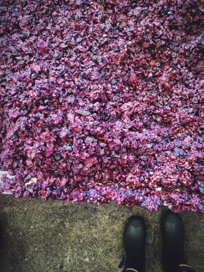 These were grapes, now they will become fertilizer and be tilled back into the soil