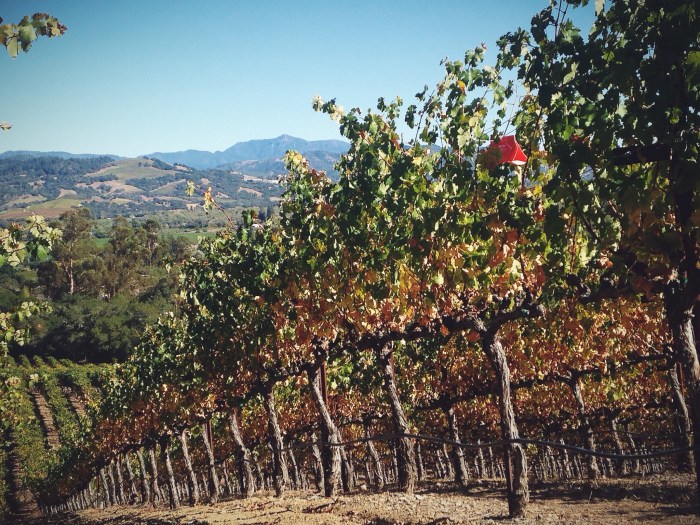 A trip up to the hilltop vineyard in the afternoon
