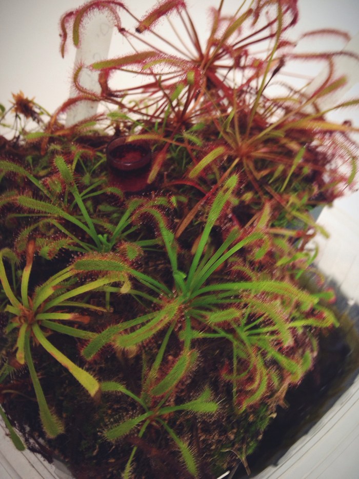 Last but certainly not least, this is a carnivorous plant that actually traps and kills those mother f*$#&ng fruit flies that dominate all of our kitchens every summer, it is called a capensis plant and I am getting one immediately. I saw it in action, it works!