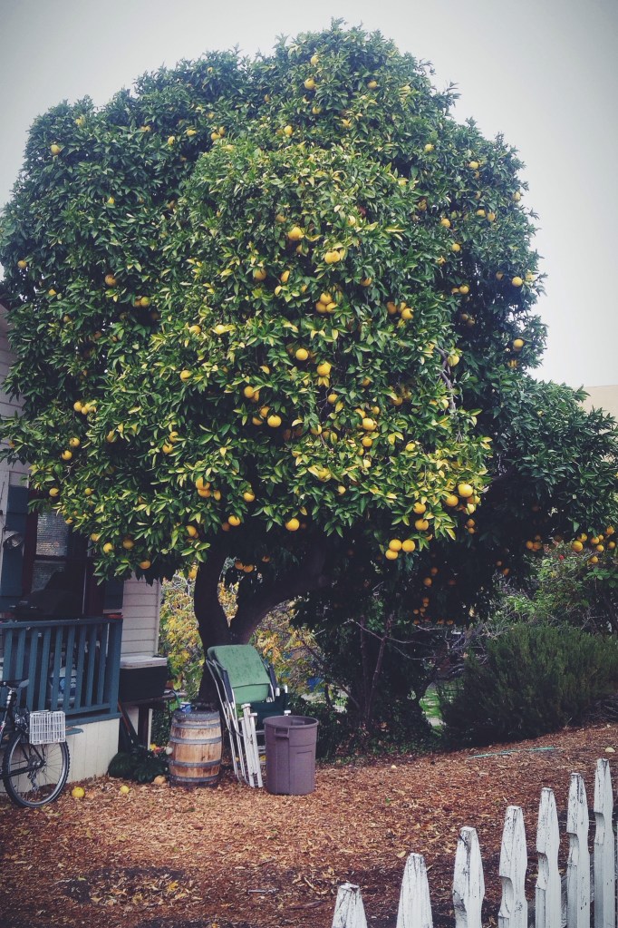 If I were Bob Ross (but me, you know what I mean), my happy little trees would all be citrus.