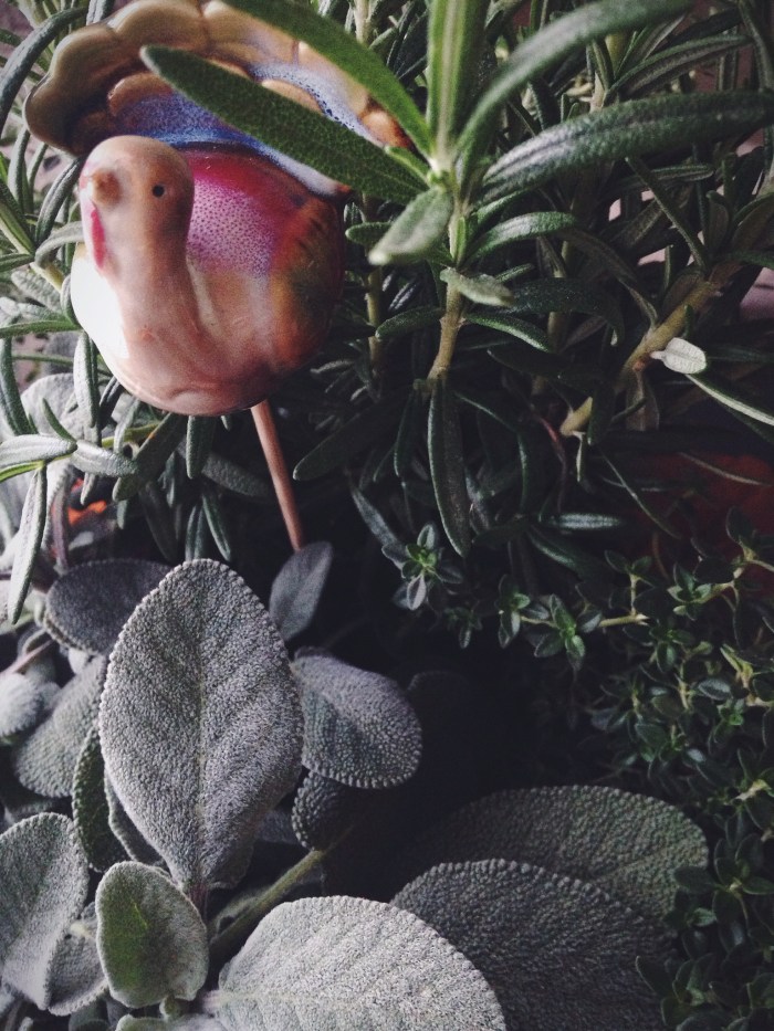 MUST BUY ALERT!!! A potted plant of all the fresh Thanksgiving herbs you will need for only $12. That is definitely worth it if you usually buy the little packages. And it comes with that little Turkey guy too!