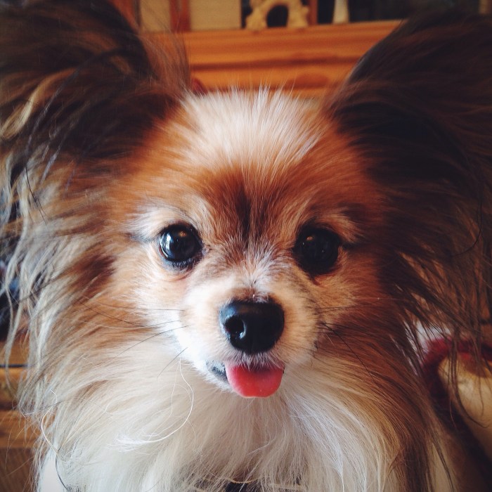 The guest of honor's side piece. I think he's pretty hunky. (PS tongue is too big so it stays like this...cutest.thing.ever)