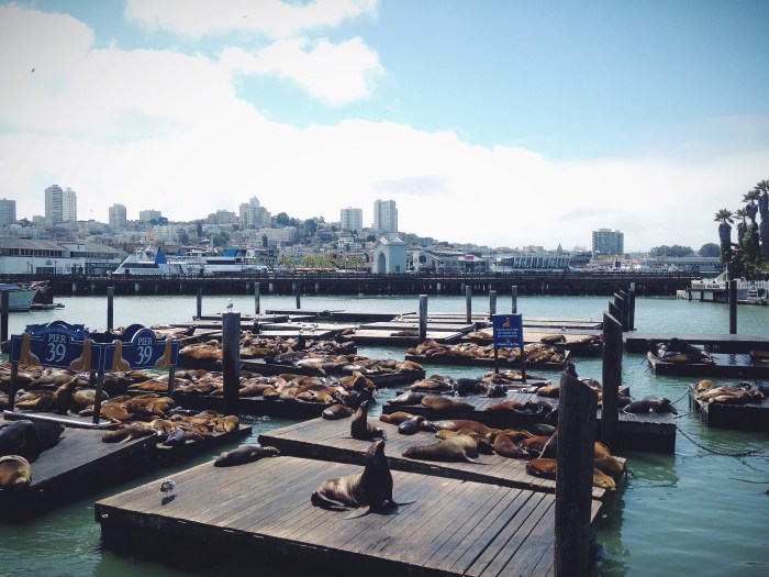 The gangs all here at Pier 39!