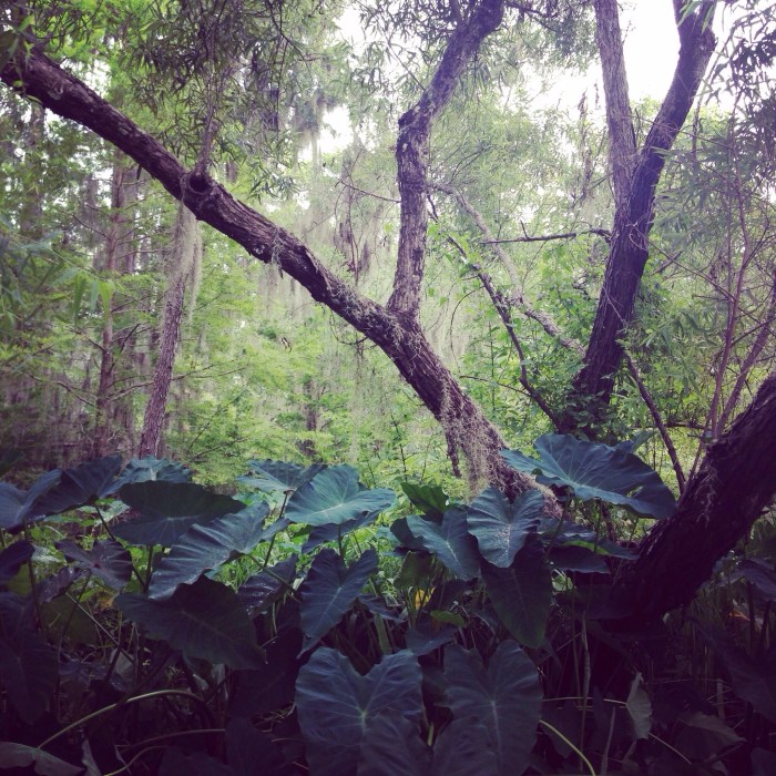 Such a different environment than I grew up with, really beautiful and kept reminding me of The Notebook scene in the boat with all the moss hanging down