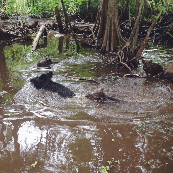 Wild piglets with their mama swimming for a free handout