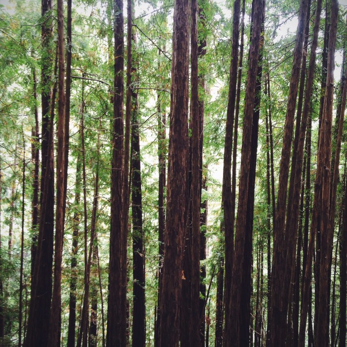 A hike through the Muir Woods, always makes me think of Winnie the Pooh